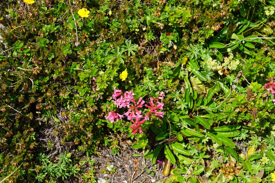 gal/diverses/Alp Mora/DSC07022.JPG